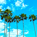 palm trees