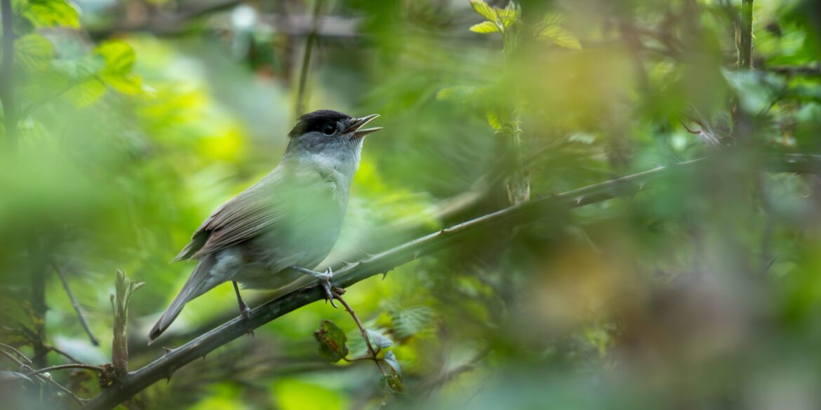 what’s-that-bird?-–-learning-from-calls-at-newport-wetlands
