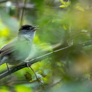 what’s-that-bird?-–-learning-from-calls-at-newport-wetlands