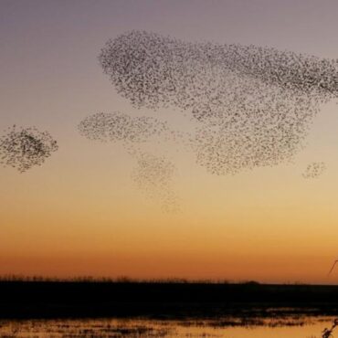 soup-and-starlings-at-newport-wetlands