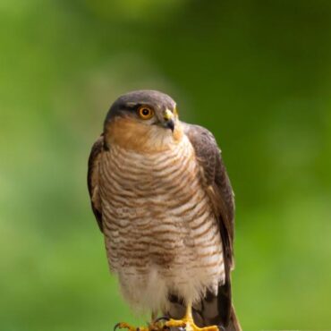 bird-ringing-demonstration-by-goldcliff-ringing-group